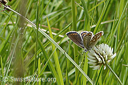 Polyommatus icarus on Trifolium montanum (C368983) Polyommatus icarus on Trifolium montanum (C368983)