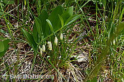 Polygonatum odoratum (C368986) Polygonatum odoratum (C368986)