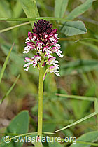 C368992: Schwärzliches Knabenkraut (Orchis ustulata)