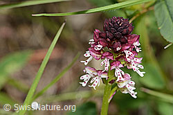 C368996: Schwärzliches Knabenkraut (Orchis ustulata)
