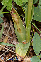 C368997: Schwärzliches Knabenkraut (Orchis ustulata)