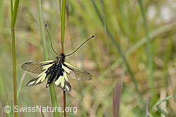 Libellen-Schmetterlingshaft (Libelloides coccajus) (C369002) Libellen-Schmetterlingshaft (Libelloides coccajus) (C369002)
