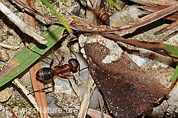 Formica exsecta (C377531) Formica exsecta (C377531)