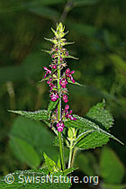 Stachys sylvatica (20.06.2026, C377565)
