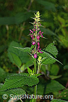 Stachys sylvatica (C377566) Stachys sylvatica (C377566)