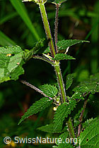 Urtica diocia (C377568) Urtica diocia (C377568)