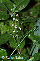 Circaea lutetiana (C378411)