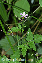 Geranium robertianum (27.06.2026, C378413)