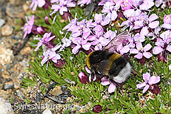 Bombus cryptarum on Silene acaulis (C380574) Bombus cryptarum on Silene acaulis (C380574)