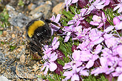 Bombus cryptarum on Silene acaulis (C380575) Bombus cryptarum on Silene acaulis (C380575)