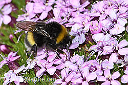 Bombus cryptarum on Silene acaulis (C380576) Bombus cryptarum on Silene acaulis (C380576)