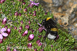 Bombus cryptarum on Silene acaulis (C380578) Bombus cryptarum on Silene acaulis (C380578)