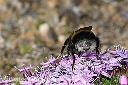 Bombus cryptarum on Silene acaulis (C380579) Bombus cryptarum on Silene acaulis (C380579)