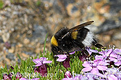 Bombus cryptarum on Silene acaulis (C380580) Bombus cryptarum on Silene acaulis (C380580)