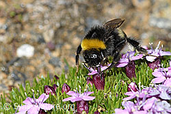 Bombus cryptarum on Silene acaulis (C380581) Bombus cryptarum on Silene acaulis (C380581)