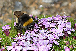 Bombus cryptarum on Silene acaulis (C380582) Bombus cryptarum on Silene acaulis (C380582)