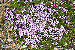 Silene acaulis (C380587) Silene acaulis (C380587)