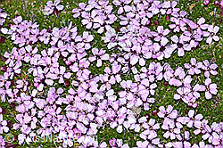 Silene acaulis (C380588) Silene acaulis (C380588)
