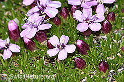 Silene acaulis (C380589) Silene acaulis (C380589)