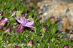 Silene acaulis (C380591) Silene acaulis (C380591)