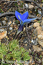 Gentiana schleicheri (07.2026, C380596)