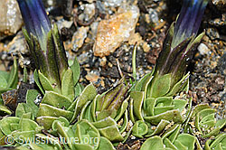 Gentiana schleicheri (C380600) Gentiana schleicheri (C380600)