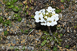 Pritzelago alpina ssp. brevicaulis (C380601) Pritzelago alpina ssp. brevicaulis (C380601)