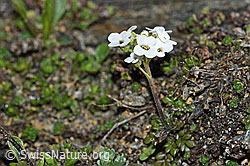 Pritzelago alpina ssp. brevicaulis (07.2026, C380602)
