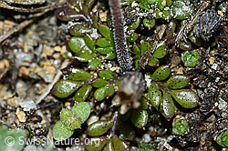 Pritzelago alpina ssp. brevicaulis (C380604) Pritzelago alpina ssp. brevicaulis (C380604)