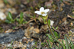 Saxifraga androsacea (C380612) Saxifraga androsacea (C380612)