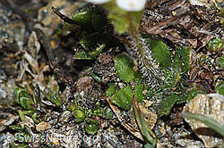 Saxifraga androsacea (C380613) Saxifraga androsacea (C380613)