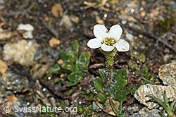 Saxifraga androsacea (C380615) Saxifraga androsacea (C380615)