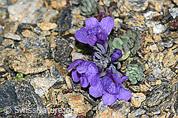 Alpen-Leinkraut (Linaria alpina) (C380640) Alpen-Leinkraut (Linaria alpina) (C380640)