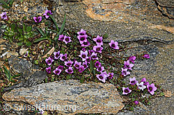 Gegenblättriger Steinbrech (Saxifraga oppositifolia) (C380666)