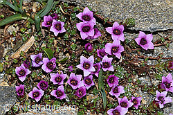 Gegenblättriger Steinbrech (Saxifraga oppositifolia) (C380667)