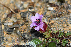 Gegenblättriger Steinbrech (Saxifraga oppositifolia) (C380668)
