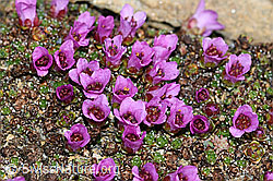 Gegenblättriger Steinbrech (Saxifraga oppositifolia) (C380671)