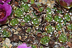 Gegenblättriger Steinbrech (Saxifraga oppositifolia) (C380672)
