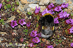 Bombus cryptarum on Saxifraga oppositifolia (C380674) Bombus cryptarum on Saxifraga oppositifolia (C380674)