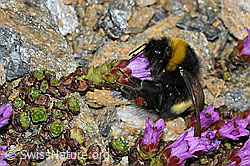 Bombus cryptarum on Saxifraga oppositifolia (C380675) Bombus cryptarum on Saxifraga oppositifolia (C380675)