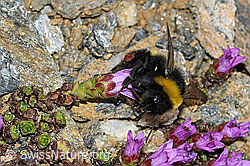 Bombus cryptarum on Saxifraga oppositifolia (C380676) Bombus cryptarum on Saxifraga oppositifolia (C380676)