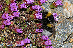 Bombus cryptarum on Saxifraga oppositifolia (C380677) Bombus cryptarum on Saxifraga oppositifolia (C380677)
