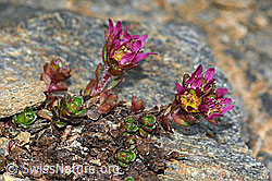 Zweiblütiger Steinbrech (Saxifraga biflora) (C380681)