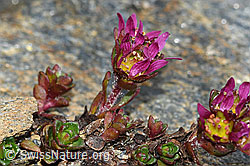 Zweiblütiger Steinbrech (Saxifraga biflora) (C380682)
