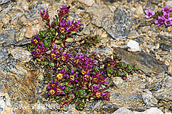 Zweiblütiger Steinbrech (Saxifraga biflora) (C380686)