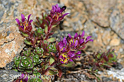 Zweiblütiger Steinbrech (Saxifraga biflora) (C380687)