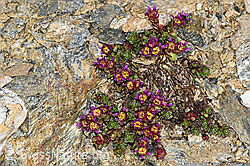 Zweiblütiger Steinbrech (Saxifraga biflora) (C380689)