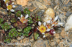 Zweiblütiger Steinbrech (Saxifraga biflora) (C380691)