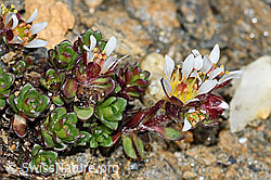 Zweiblütiger Steinbrech (Saxifraga biflora) (C380692)