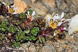 Zweiblütiger Steinbrech (Saxifraga biflora) (C380694)
